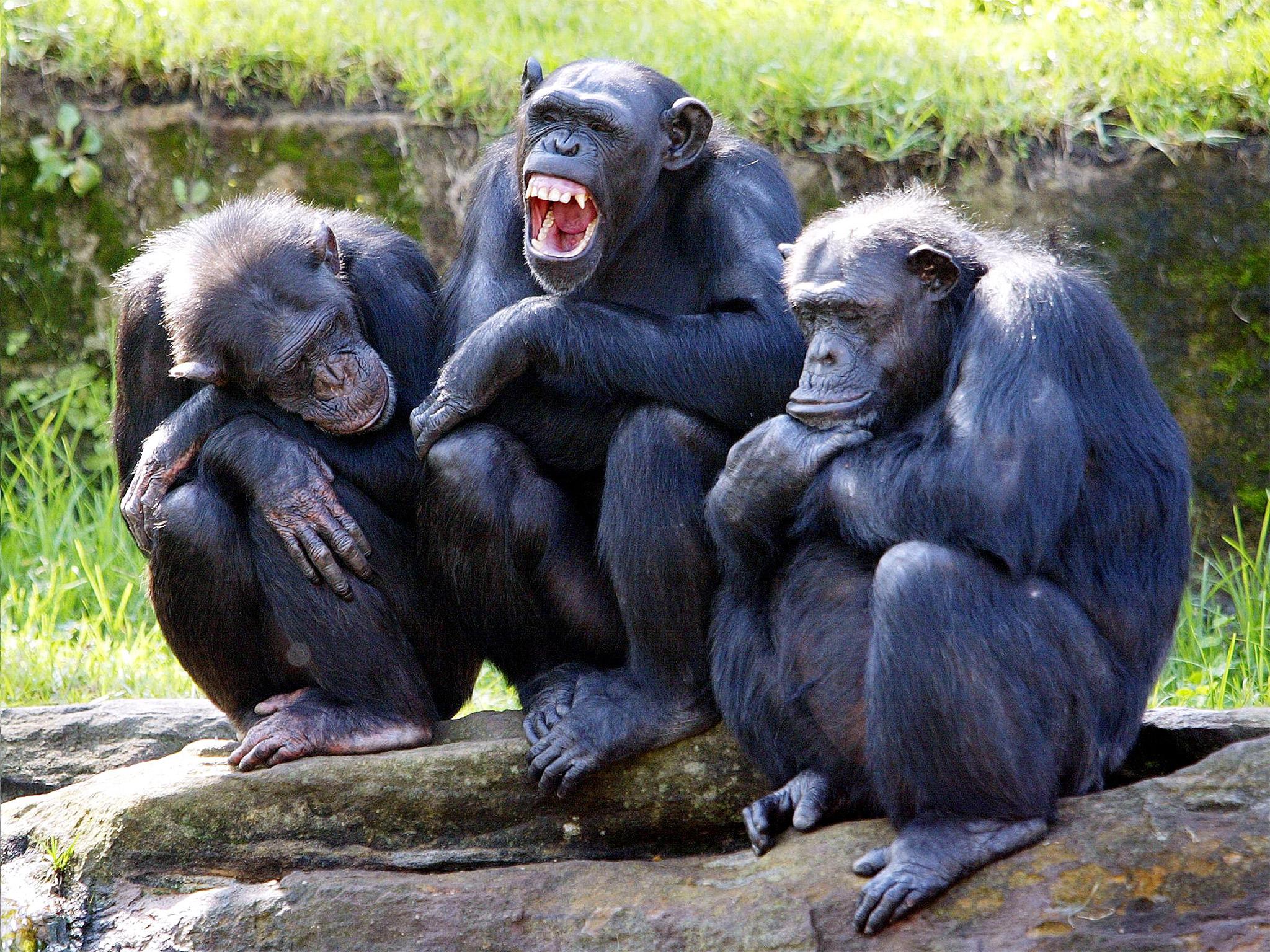 The chimps reportedly struggled to learn that scissors beat paper