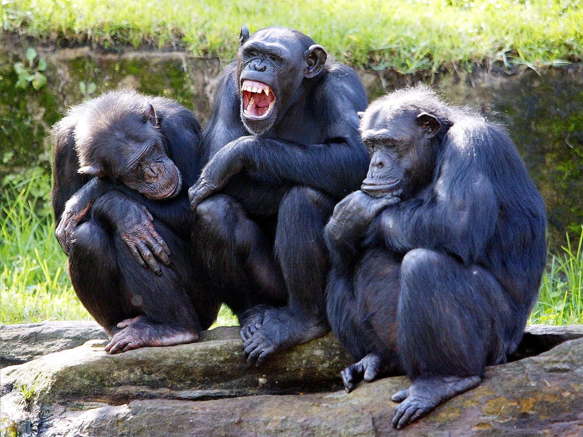 Chimpanzees can learn to play Paper, Scissors, study reveals | The Independent | Independent