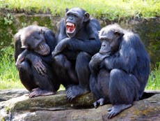 US judge grants 'human rights' to a pair of laboratory chimpanzees