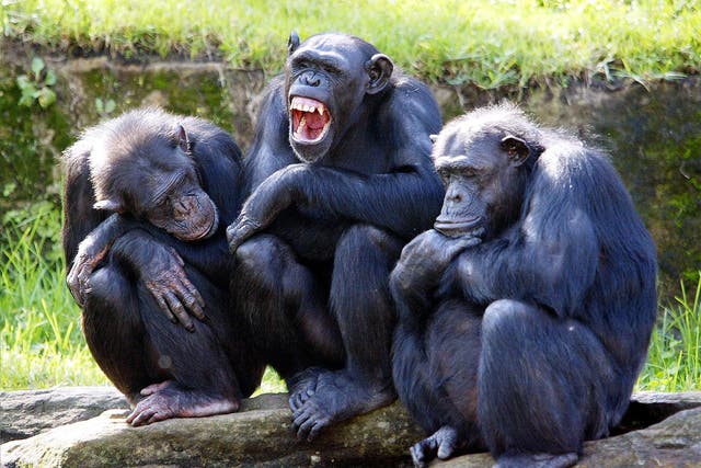 The chimps reportedly struggled to learn that scissors beat paper