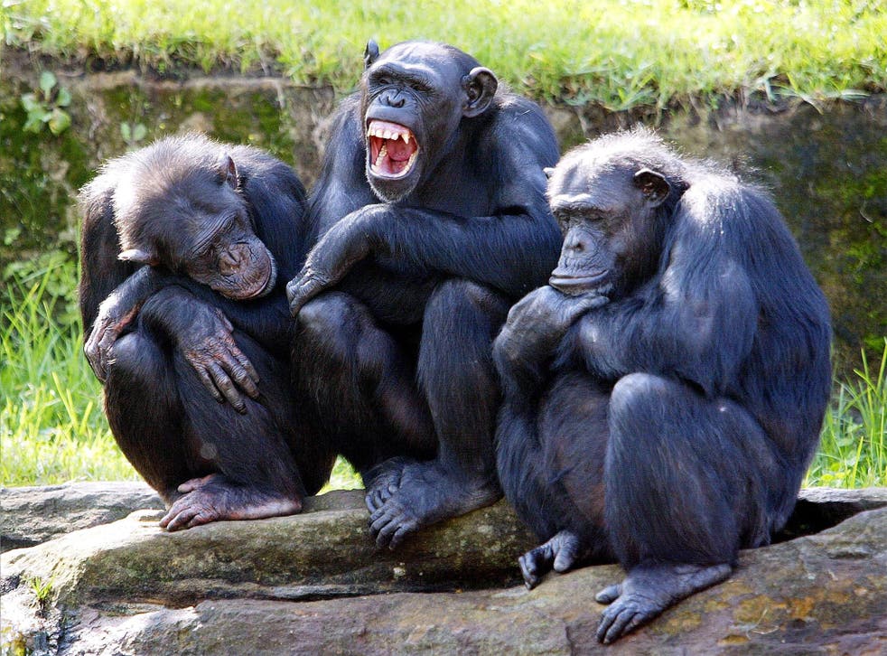 The Nonhuman Rights Project argues that chimpanzees are too intelligent and emotionally complex to be held in captivity. File photo