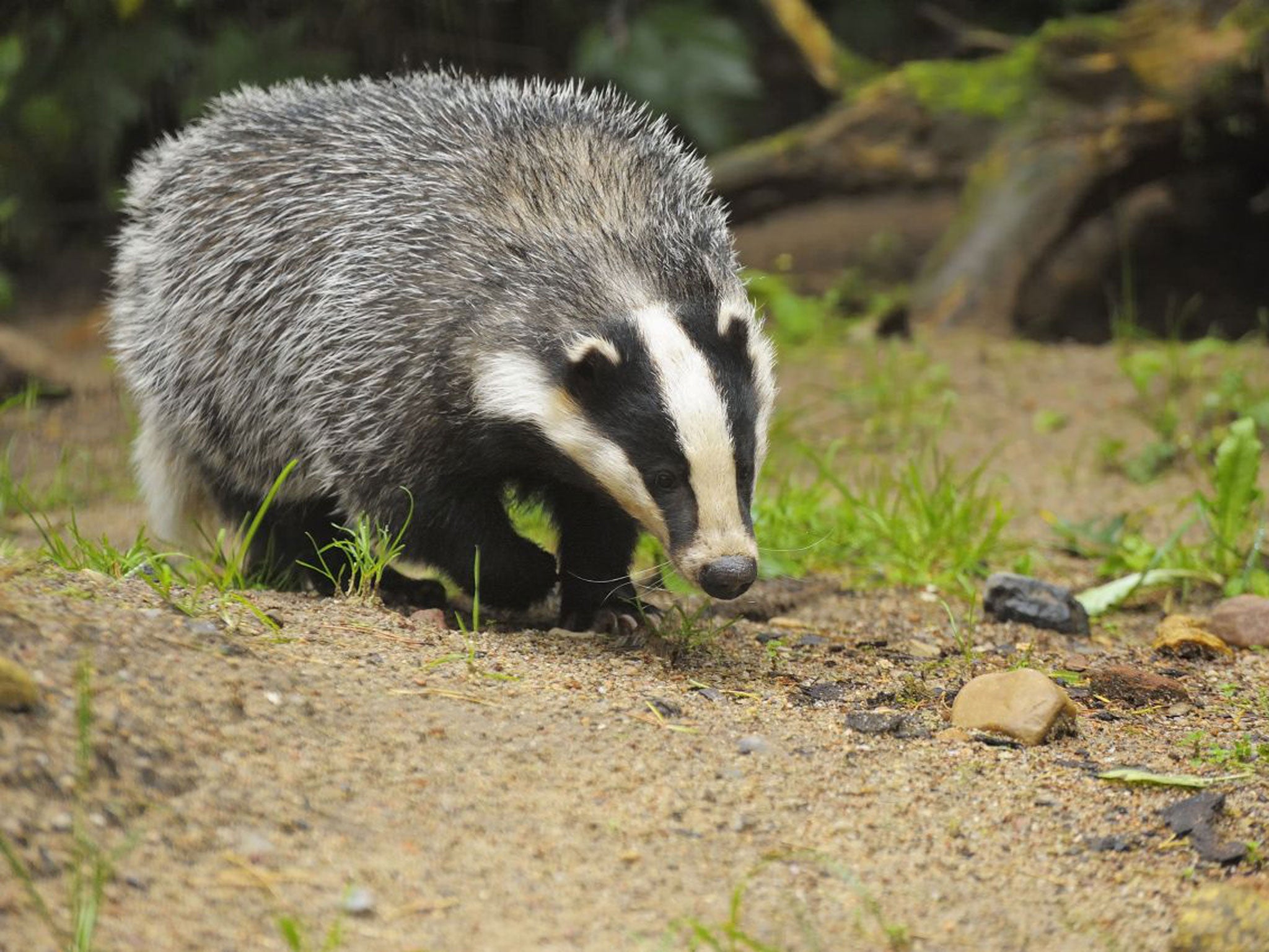 Badgers are being killed