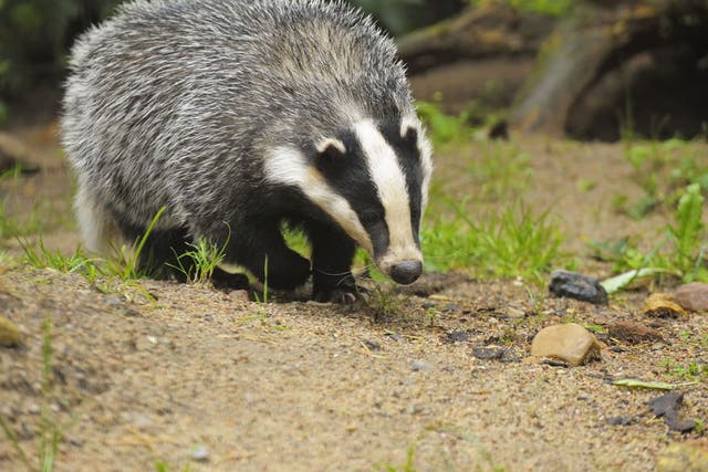 Badgers can inflict agonising wounds on dogs in a fight and are seen as more valuable if they are used repeatedly 