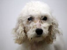 Read more

Animal cruelty on the rise, RSPCA claims