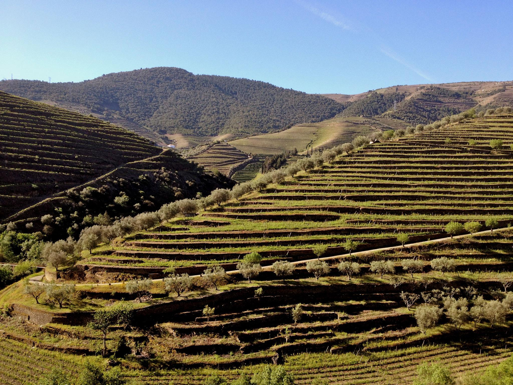 Douro Valley, Portugal, where the best road for driving enthusiasts cuts through