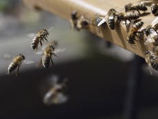 Bees are becoming addicted to the pesticides that are killing them off