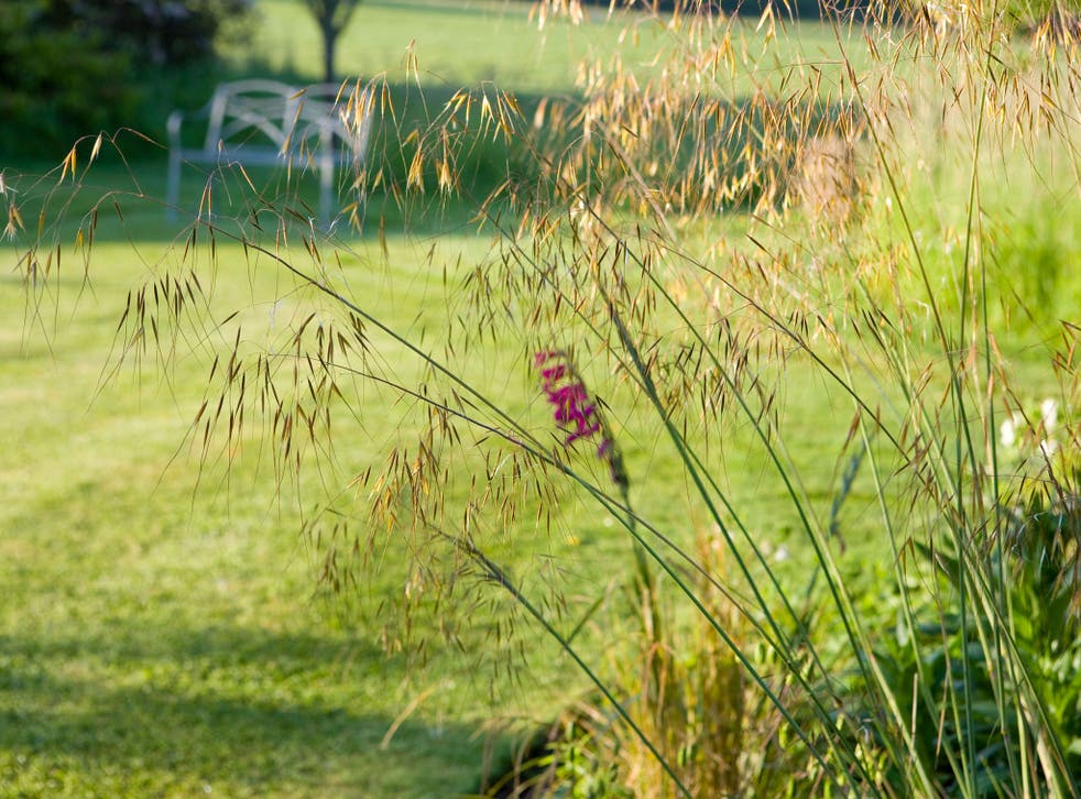 The elusive Stipa gigantea grows like a clump of wild oats, rising and spreading its stems in a great arc