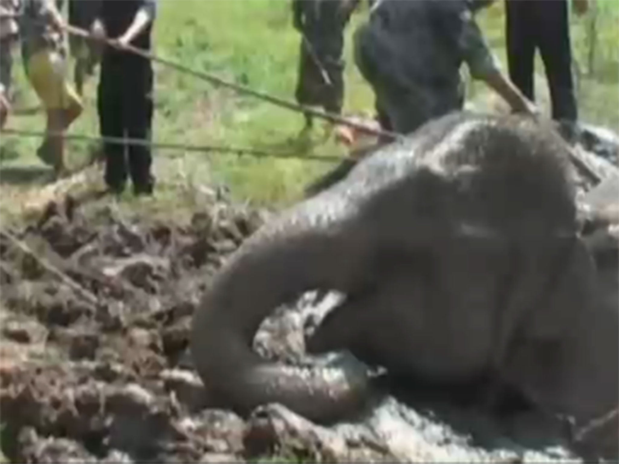 The elephant was trapped for more than 10 hours