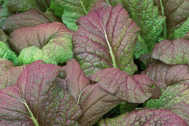 Try some of the Oriental Mustards like Giant Red Mustard