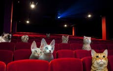 Is this the world's first cat cinema?