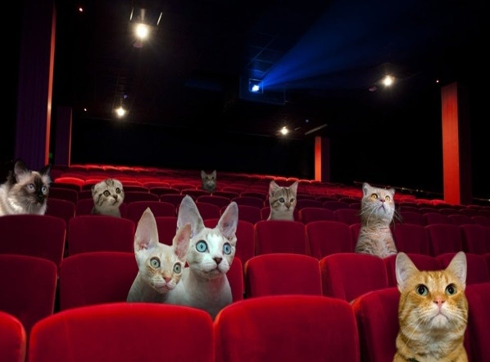 Great Kitten Is this the world s first cat  cinema The 