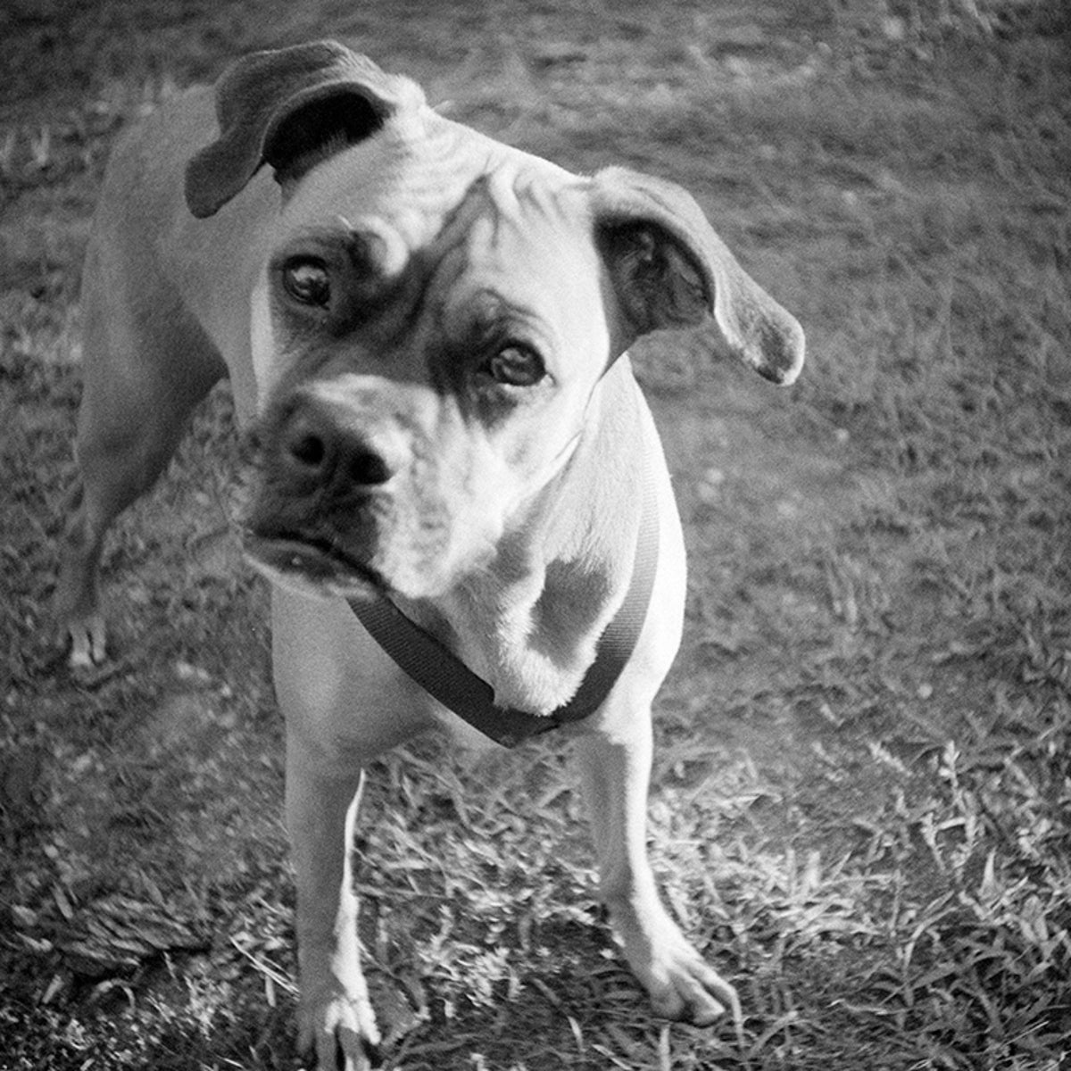 Women sex with animal