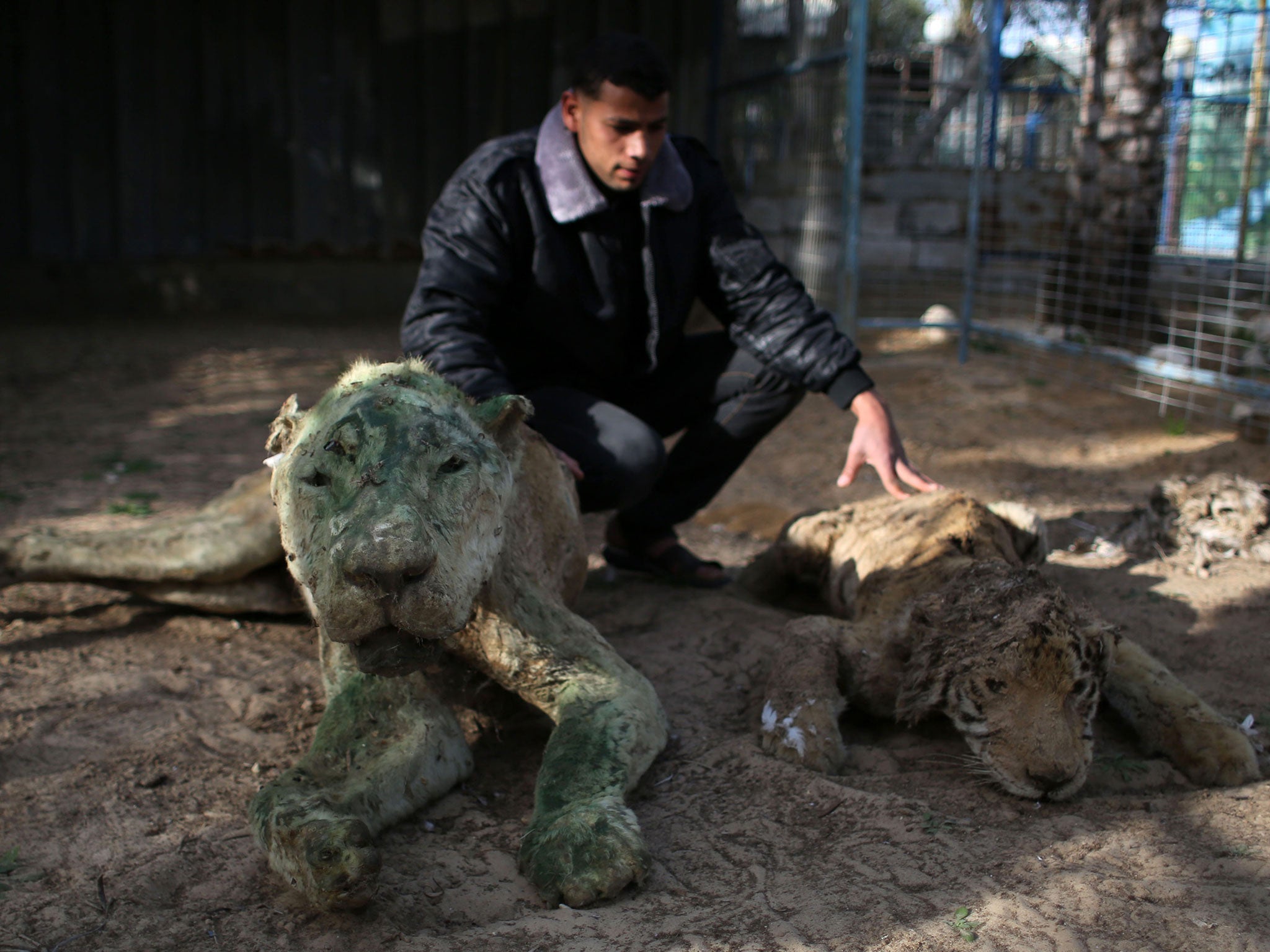 A mummified lion and tiger pictured at Khan Younis Zoo earlier this year