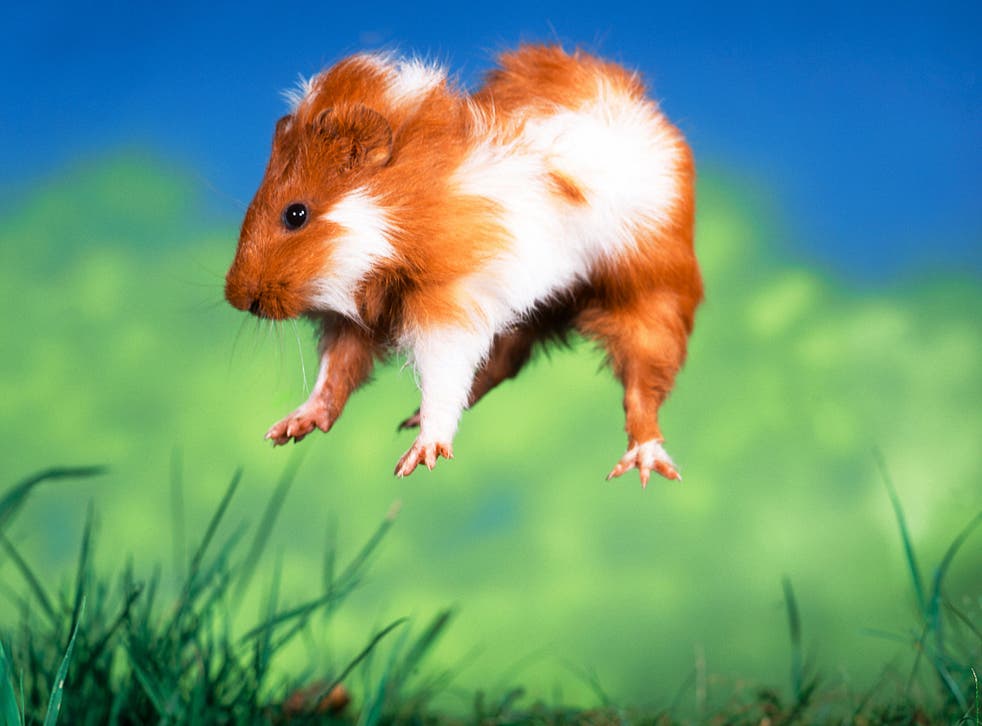 Animal behaviour experts suspect ‘popcorning’ guinea pigs really are jumping for joy