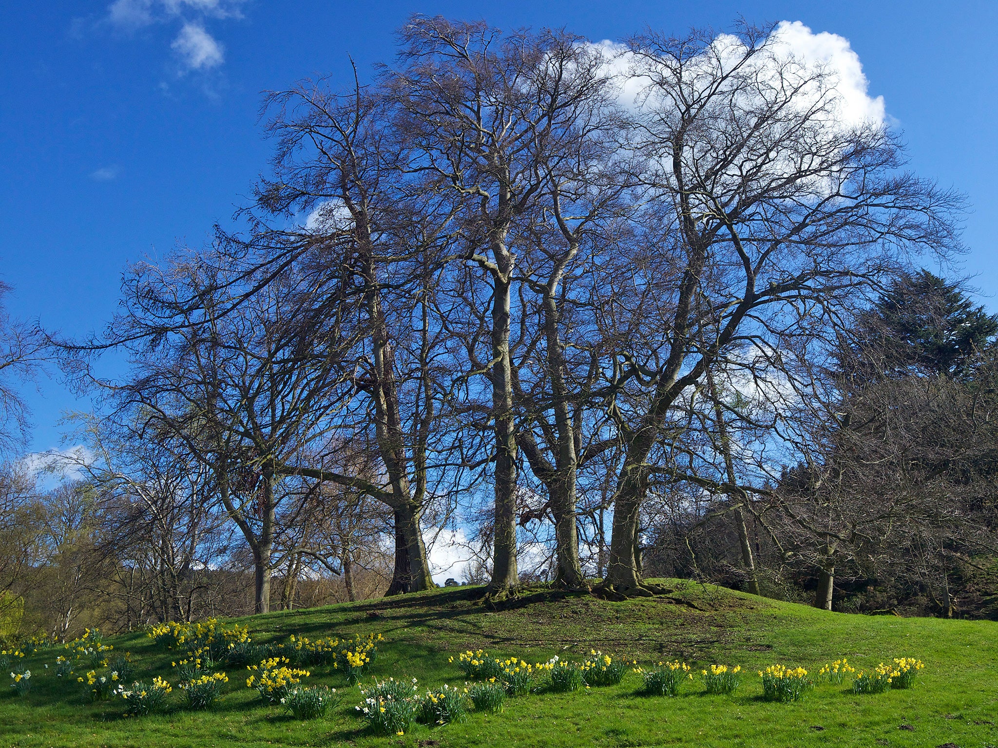 Pontesford Hill, near Shrewsbury: the site of a Saxon battle