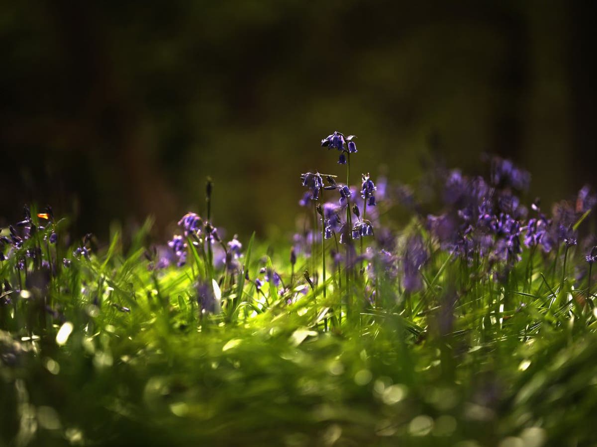 Britain's bluebells now face a fight for their very survival | The ...