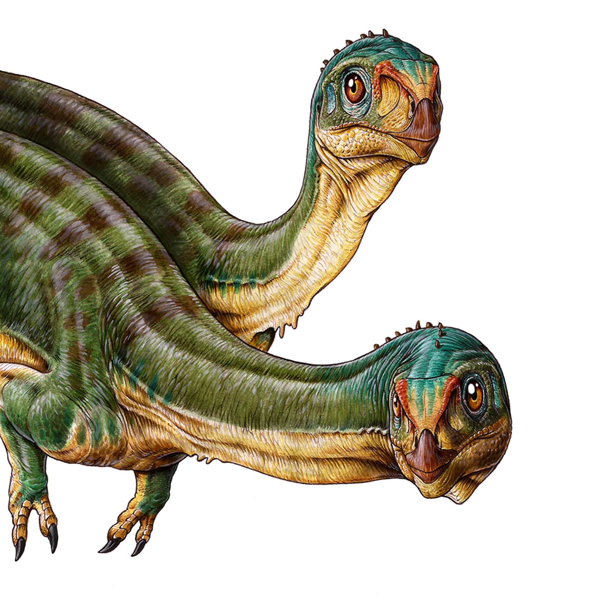 The Chilesaurus diegosuarezi