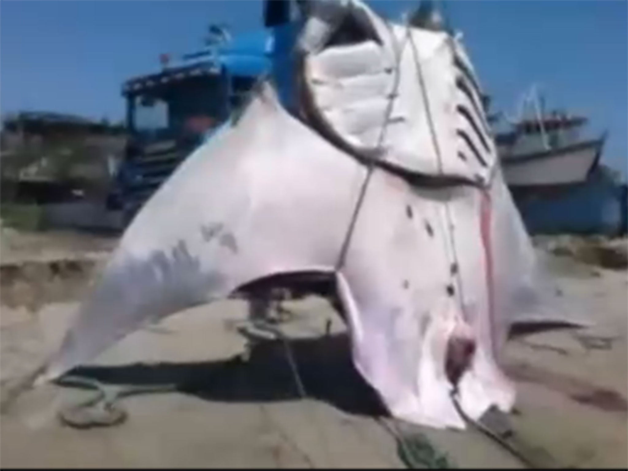 The manta ray weighed over a tonne