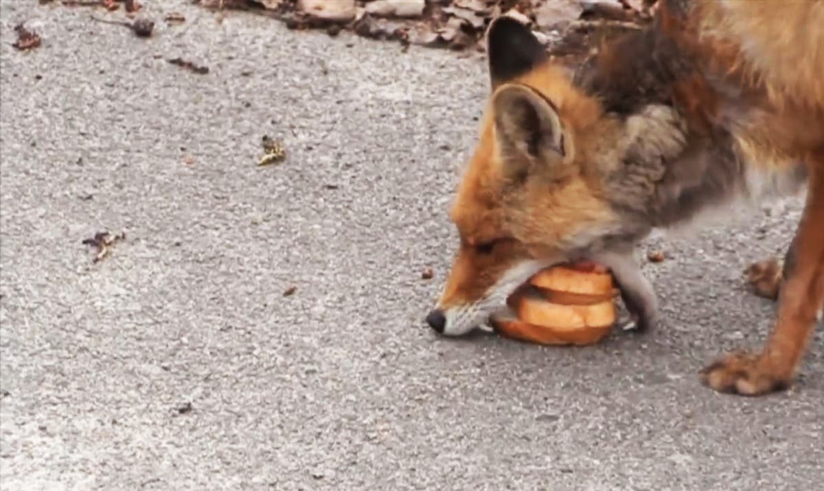 Making fox. Лиса ест. Лиса ест булку. Лиса кушает.