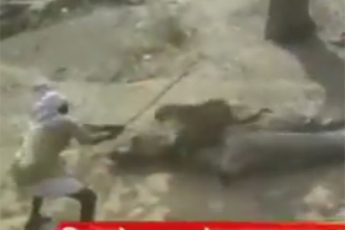Man in India fights off wild leopard using only a stick - video | The ...