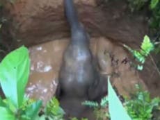 Villagers in India rescue baby elephant