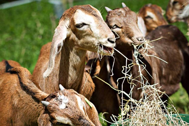 Goat meat is set to hit the shelves soon