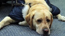 Failed guide dog finds work just chilling