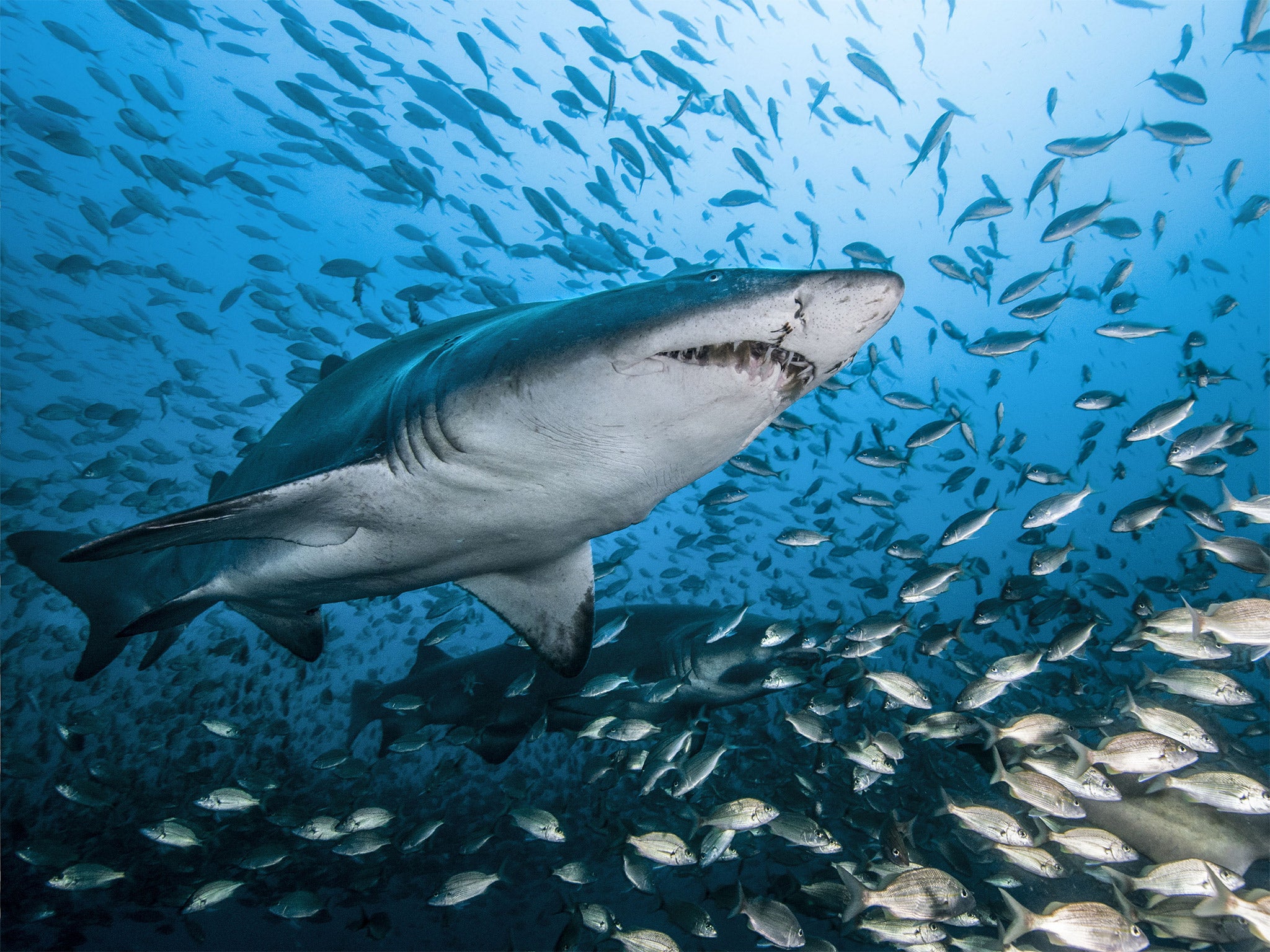 Ragged Tooth Sharks live in and around shipwrecks off the coast of North Carolina