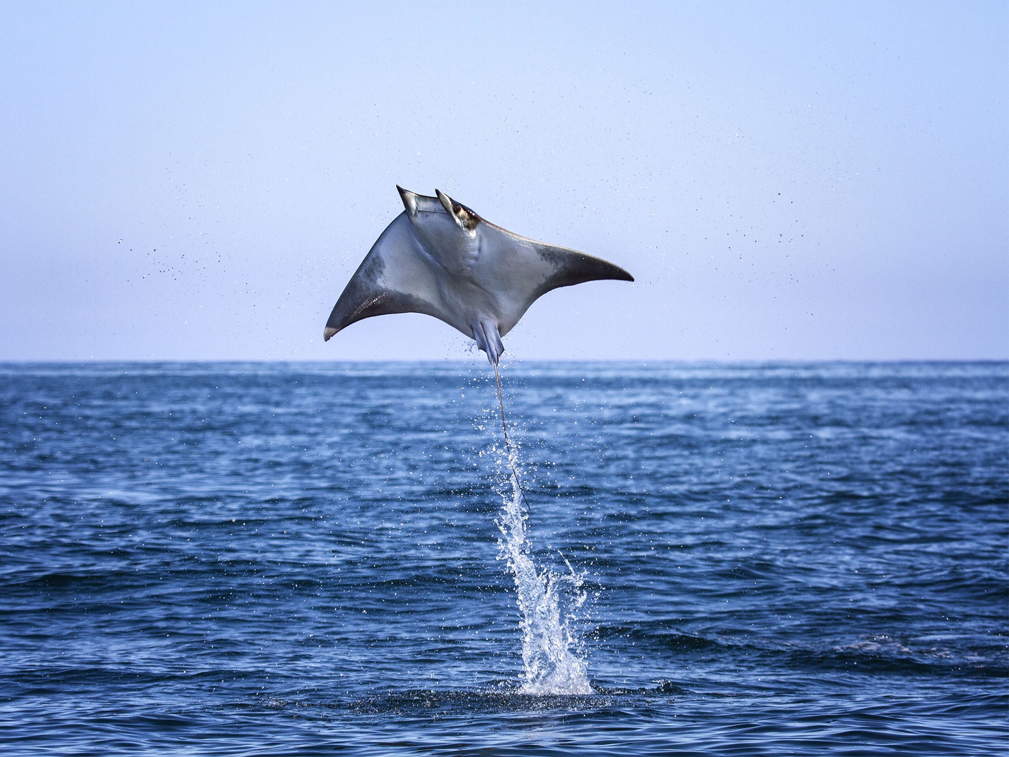 Mobula Ray leap high out of the water, sometimes even doing back flips and somersaults. It is thought the loud belly flop sounds they make help in courtship