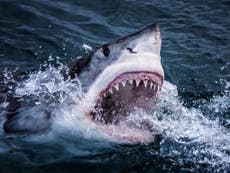 Shark facts: The fearsome fish in numbers