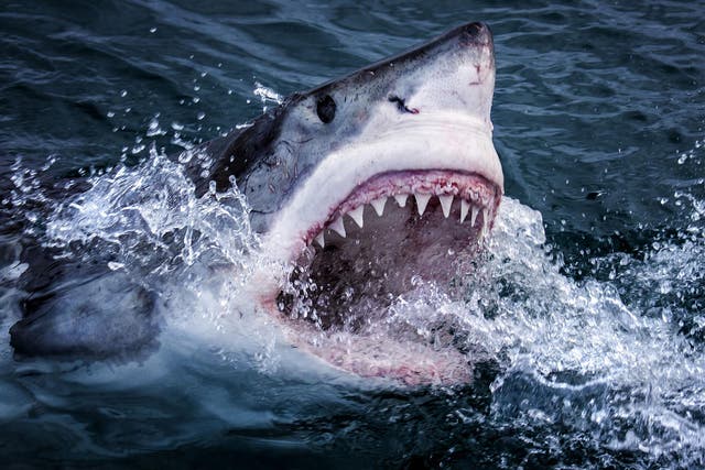 Great White Sharks in South Africa feed on fur seals and have evolved extraordinary abilities to find their prey
