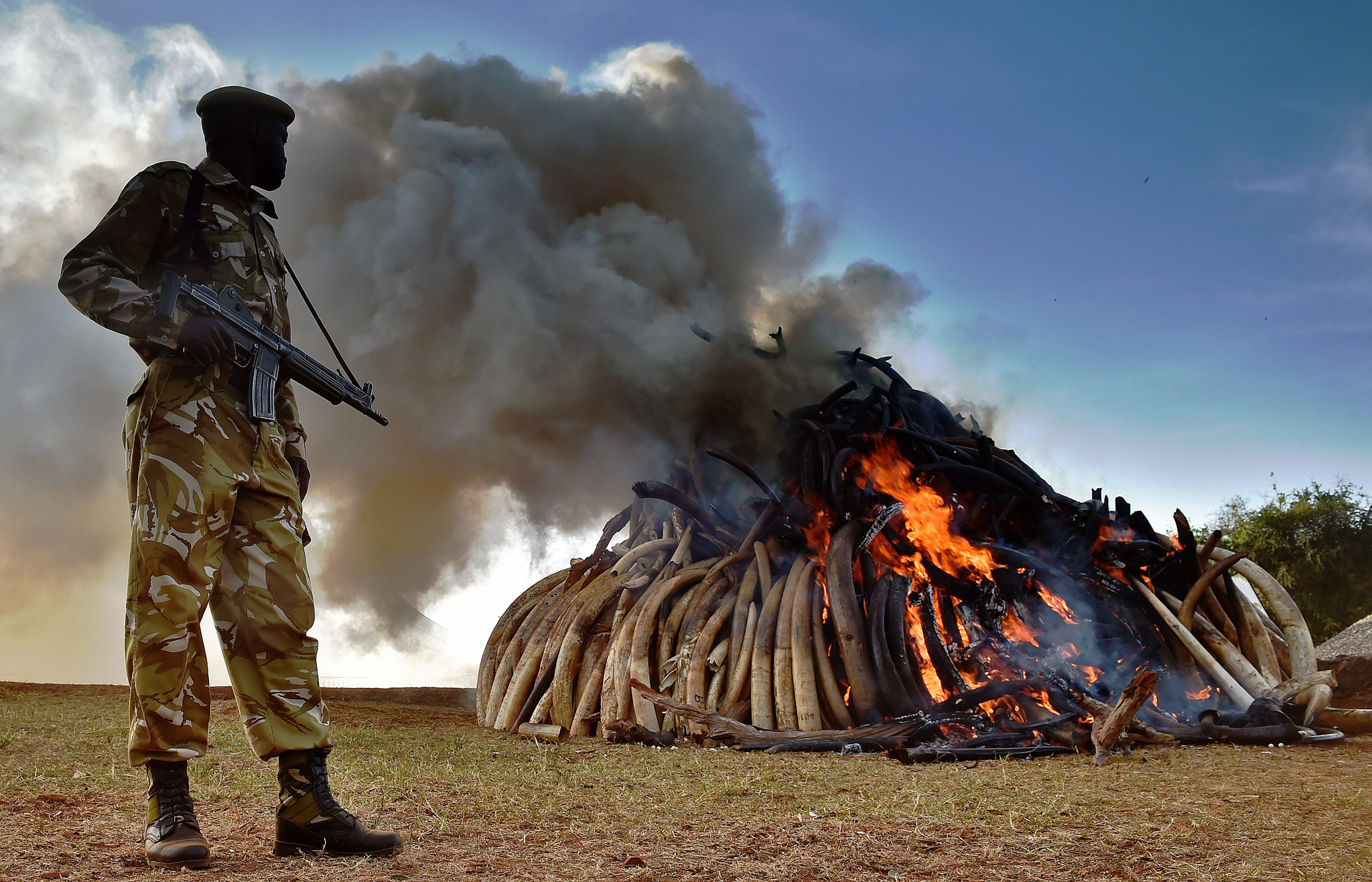 A Kenyan wildlife officer stands by 15 tonnes of burning ivory