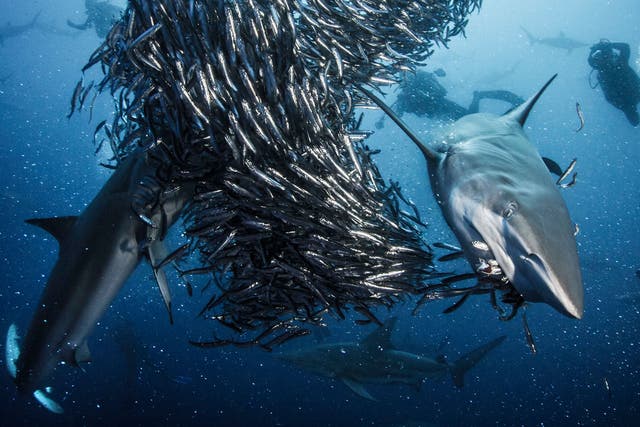 Hundreds of Oceanic Blacktip sharks gather together to attack a shoal of anchovy off the coast of South Africa