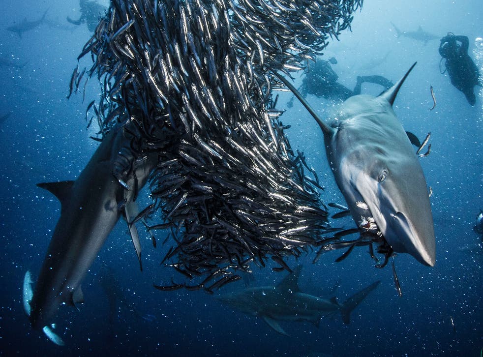 Anchovies, seen here being eaten by Blacktip sharks, are mistaking plastic waste for food