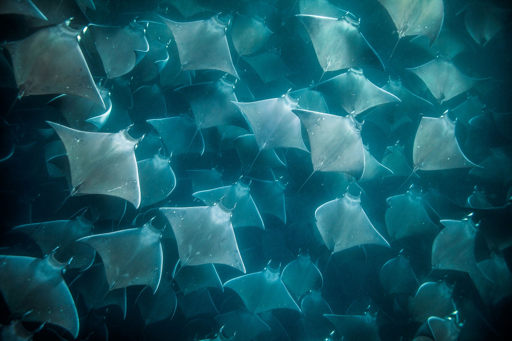 Tens of Thousands of Mobula Rays gather together in the sea off Mexico