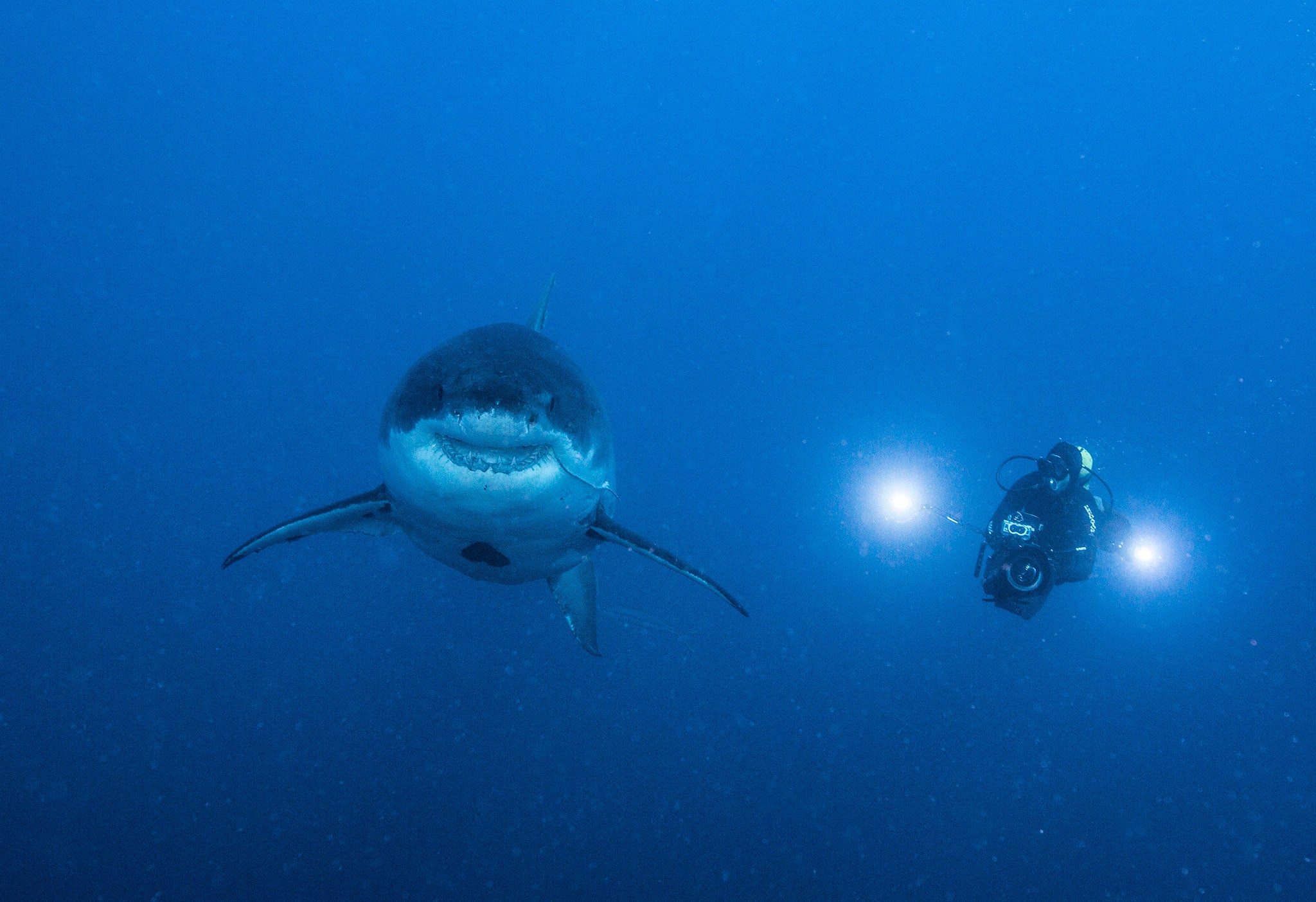 Diver filming alongside a Great White shark to capture the subtle signals of the secret shark language. Guadalupe, Mexico