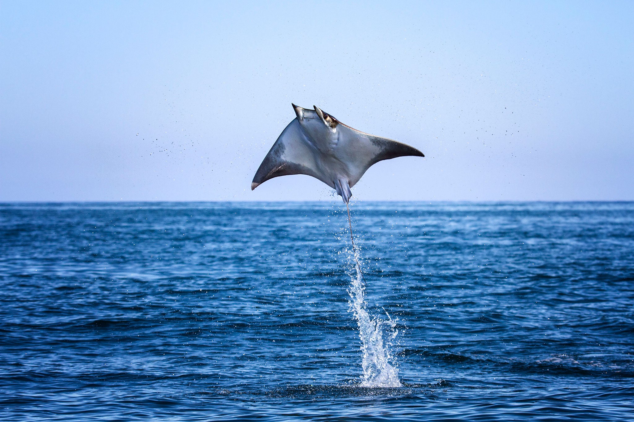 Mobula Ray leap high out of the water, sometimes even doing back flips and somersaults. It is thought the loud belly flop sounds they make help in courtship