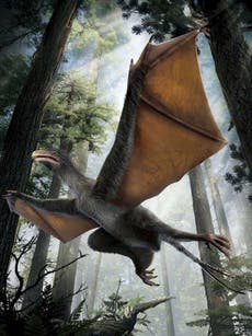 'Strange wings' bat-like dinosaur fossil found