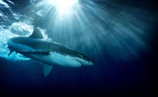 Read more

Shark attacks are increasing because we are invading their territory