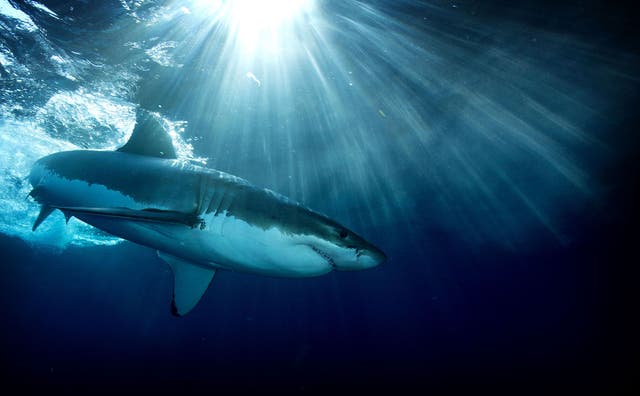 Sharks have been spotted close to Australian shores more frequently and the number of attacks on humans is rising