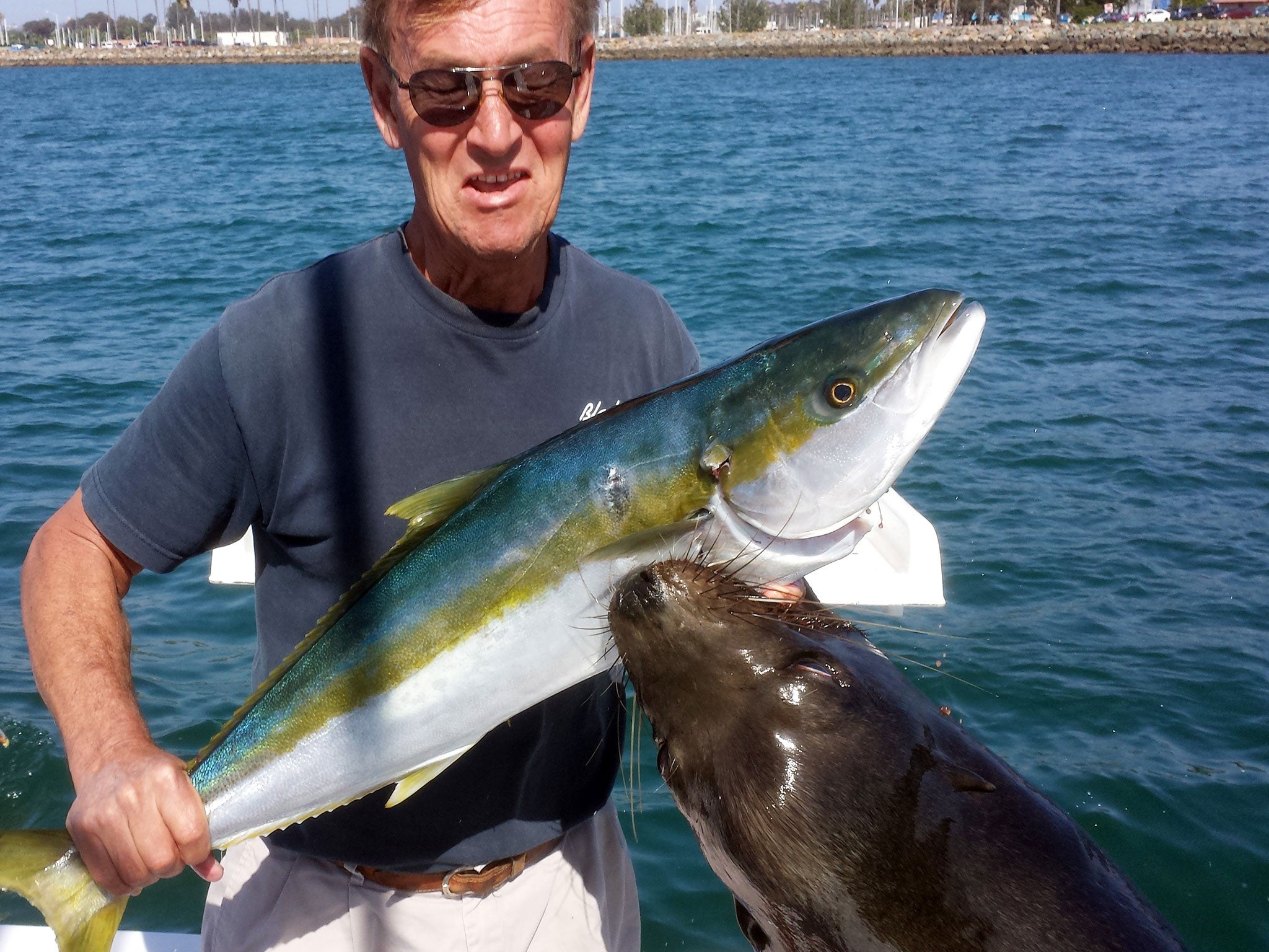 Dan Carlin holding a recently-caught yellowtail at the moment a sea lion leaped up to grab the fish - and him - at Mission Bay in San Diego.