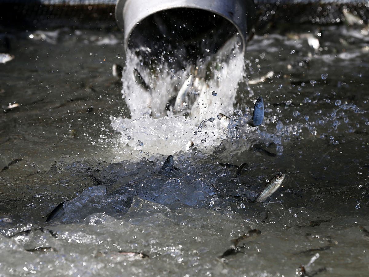 Droughts lead to California's biggest salmon hatchery driving millions