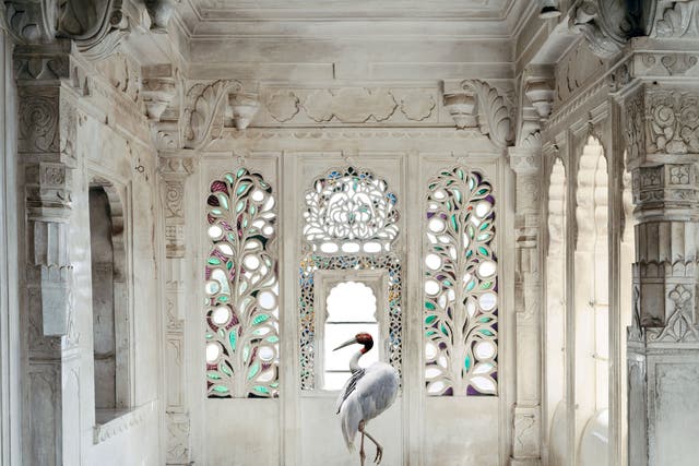 A room in the Udaipur City Palace is enhanced by Knorr superimposing a shot she took in a zoo of a sarus crane, a creature that features frequently in Indian miniatures