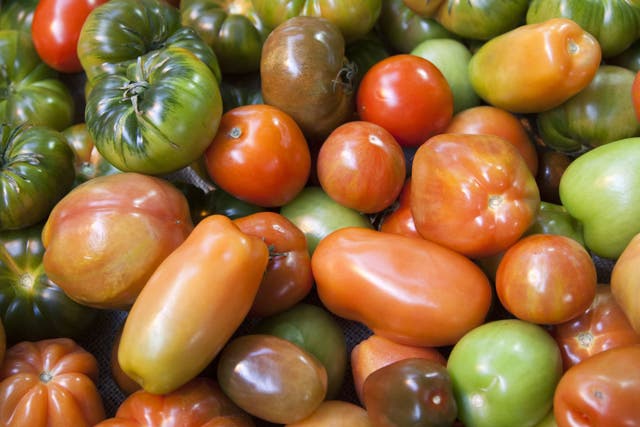 It's not too late to start tomatoes again, though plants will take at least a month longer to fruit