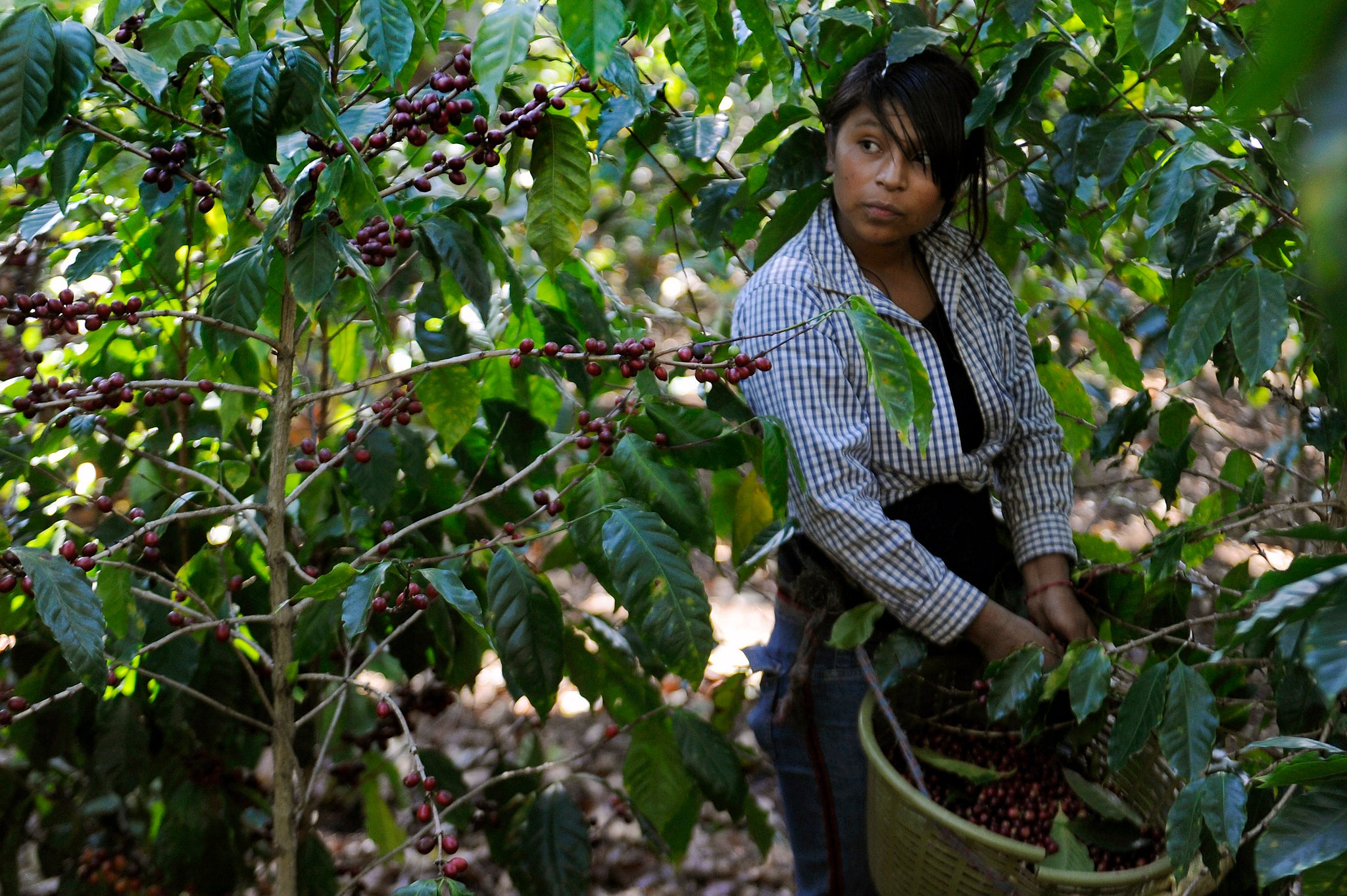 A woman picks coffee beans (Getty)