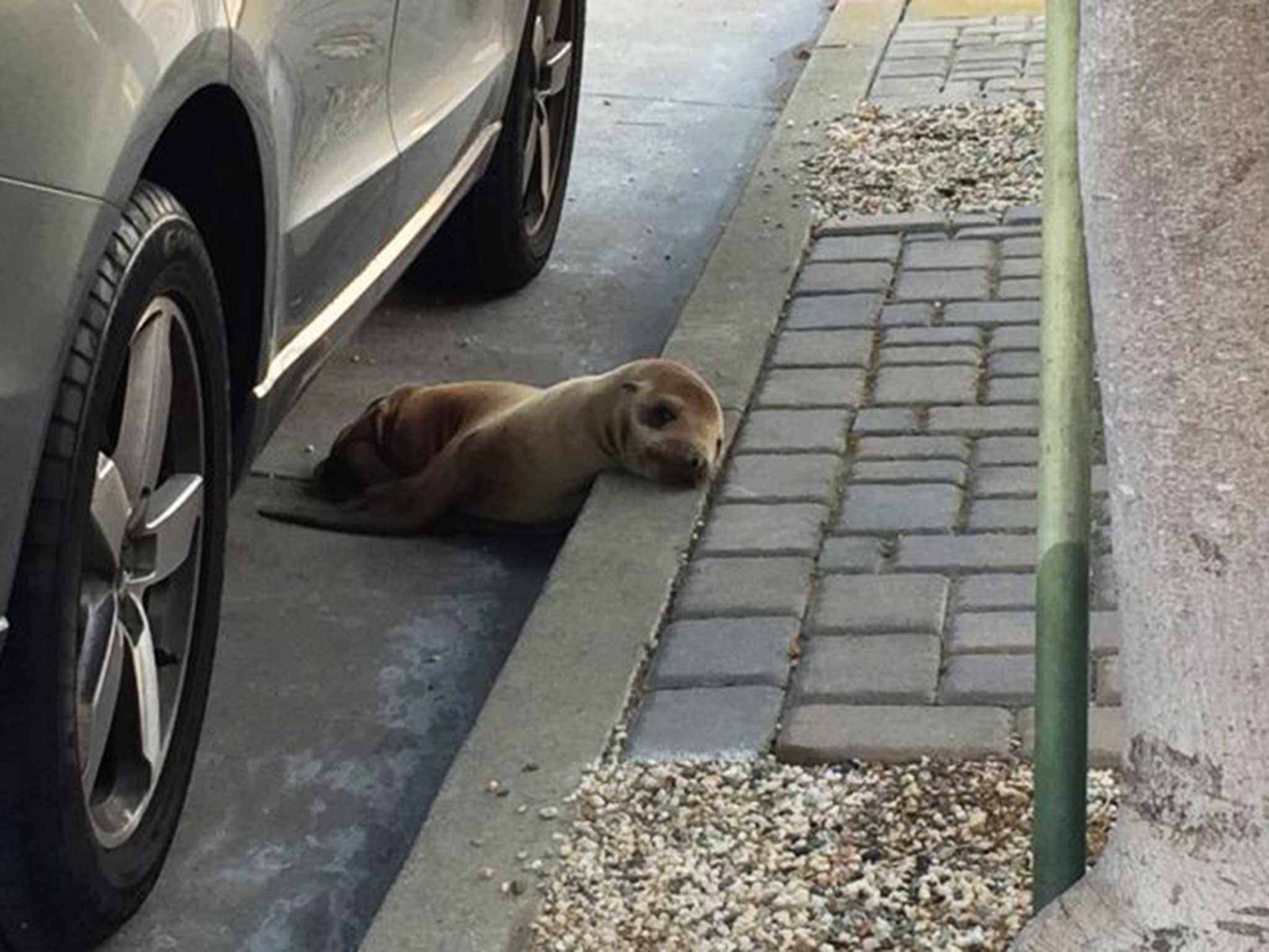 The sea lion was found wandering the streets