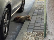 Video: Malnourished sea lion pup found wandering the streets of San