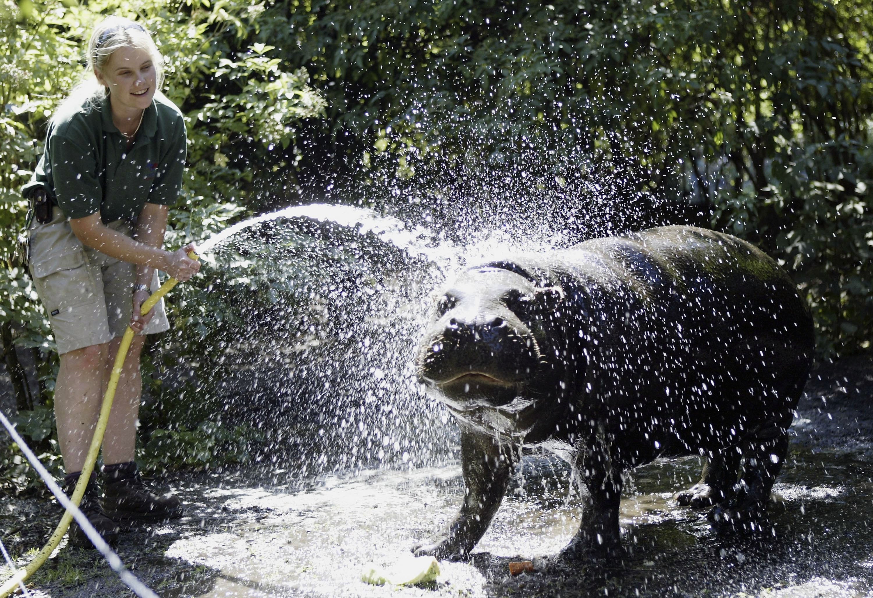 Nicola the hippopotamus is cooled down with a hose in London Zoo during a heatwave in July 2014