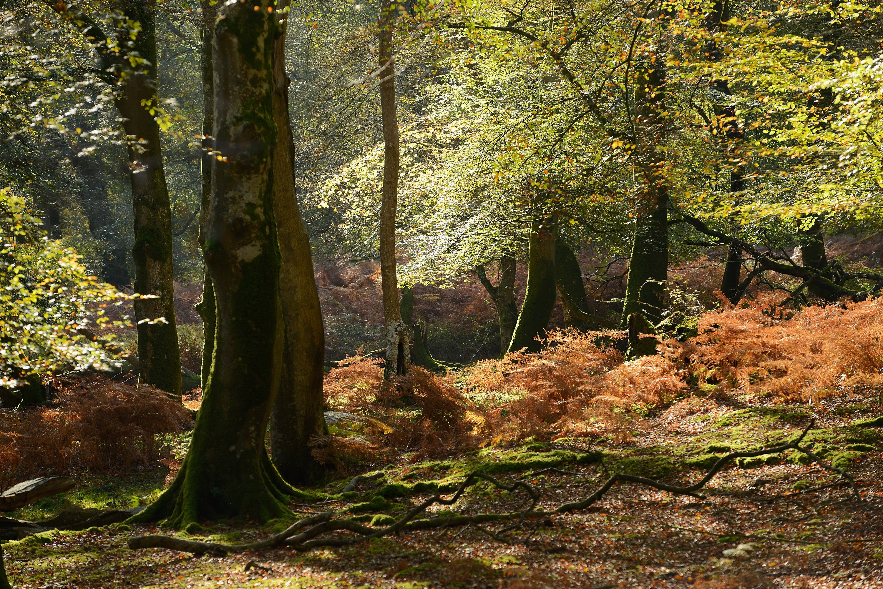 The New Forest is designated as an area of Outstanding Natural Beauty