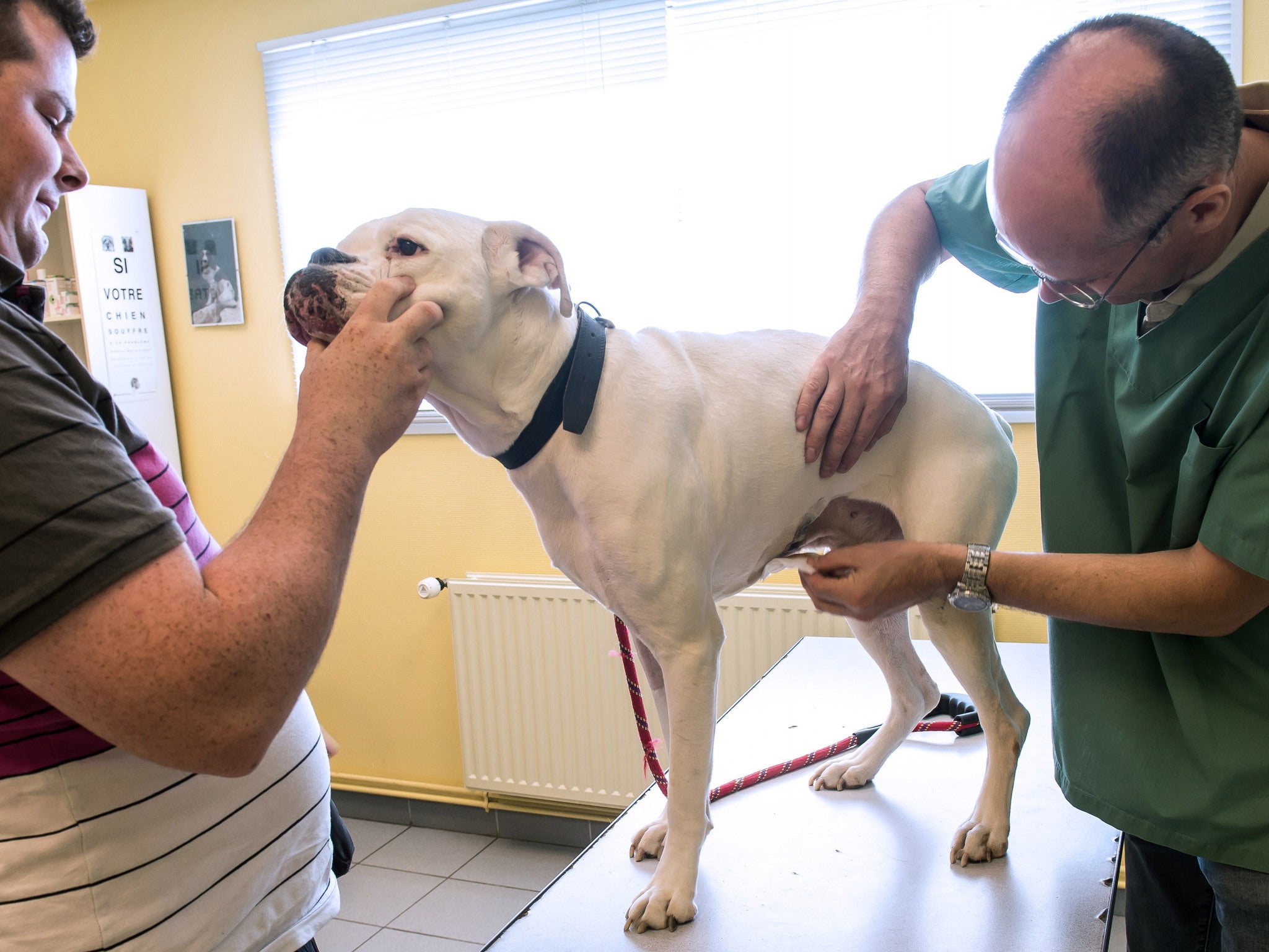 A dog is being checked-up by a vet under the eyes of its owner